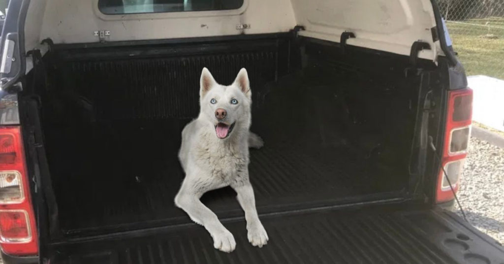 Dog in truck bed with cap